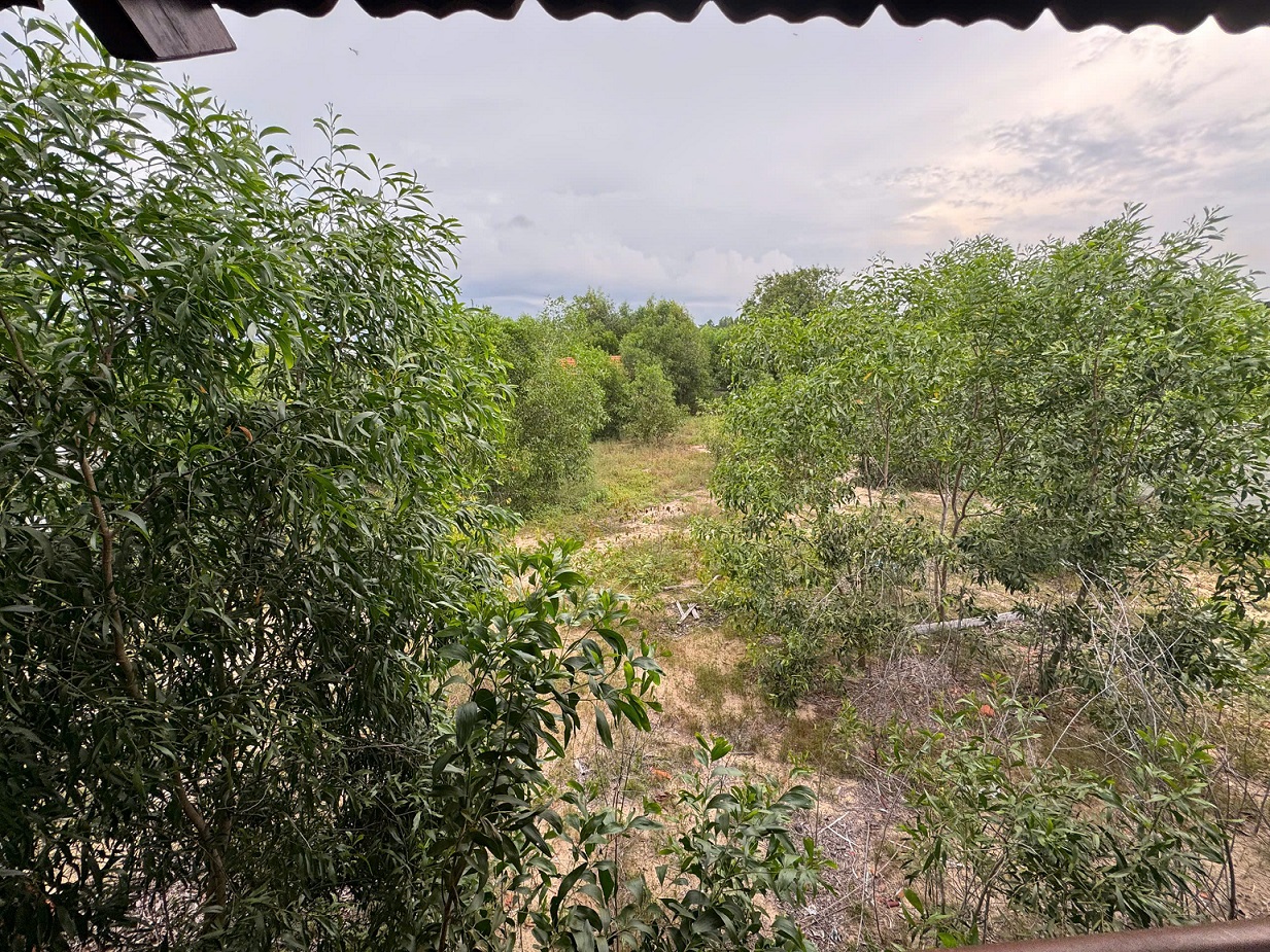 House for sale on street No. 18 Ham Tan, Lam Dong near the sea of land for planting perennial trees with 300m2 of soil – 2100m2 2